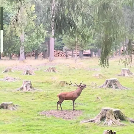 Thueringer Wald-zauber Zella-Mehlis
