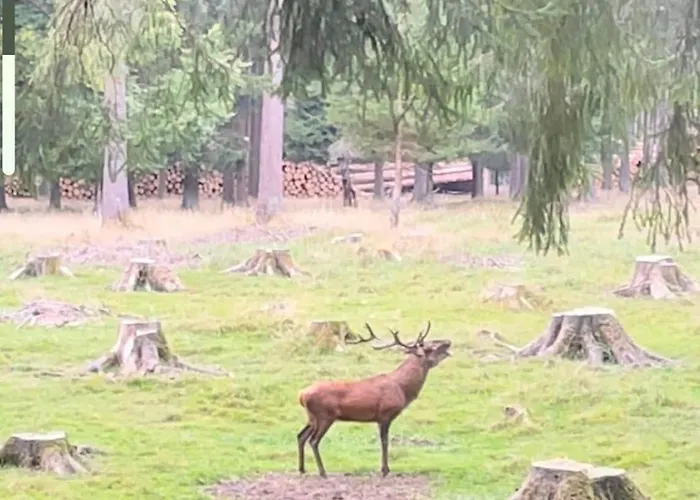 Thueringer Wald-zauber Zella-Mehlis