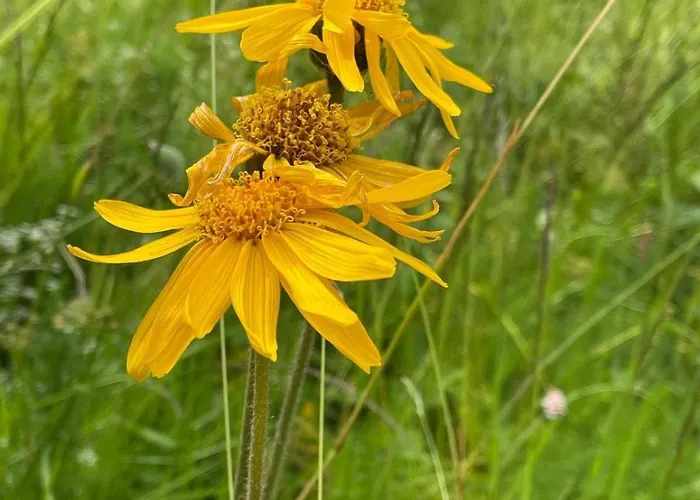 Thueringer Wald-zauber Lejlighed Zella-Mehlis
