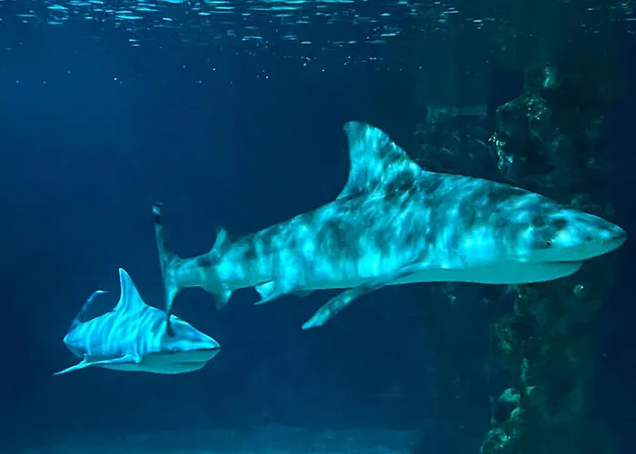 Thueringer Wald-zauber